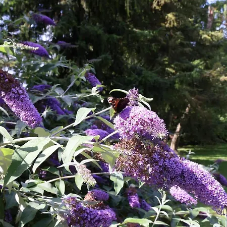 10055-1-rorvig-lindevangen-4